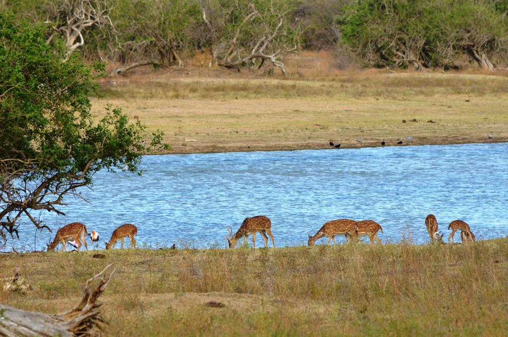 Wild Panthera Yala ทิซซามาฮารามา ภายนอก รูปภาพ
