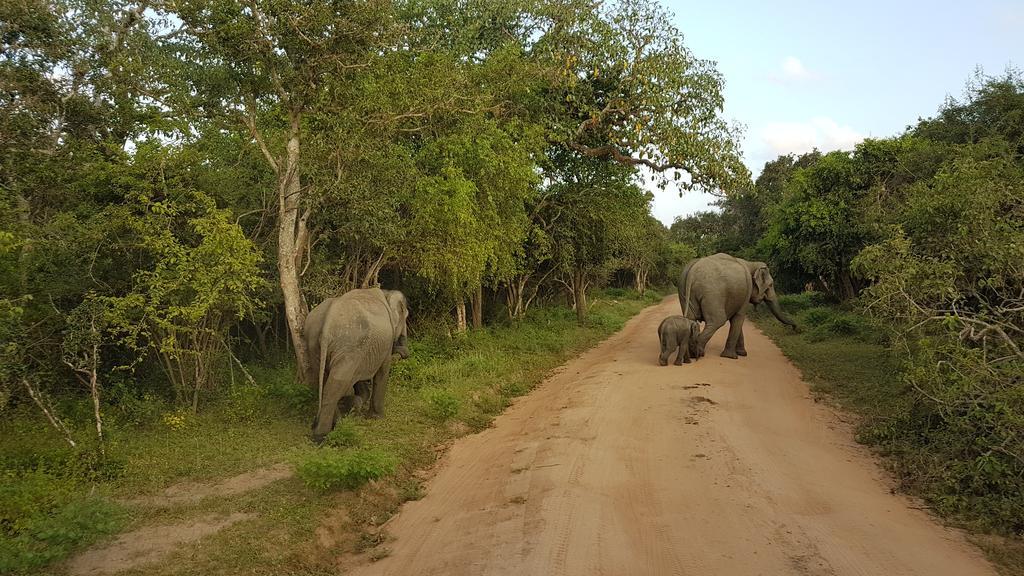 Wild Panthera Yala ทิซซามาฮารามา ภายนอก รูปภาพ