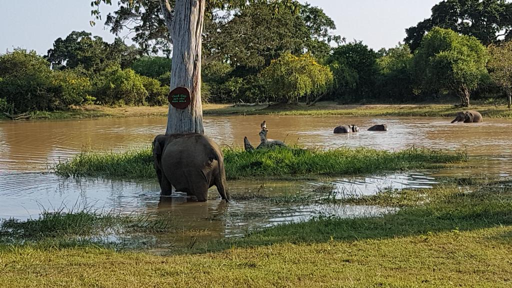 Wild Panthera Yala ทิซซามาฮารามา ภายนอก รูปภาพ