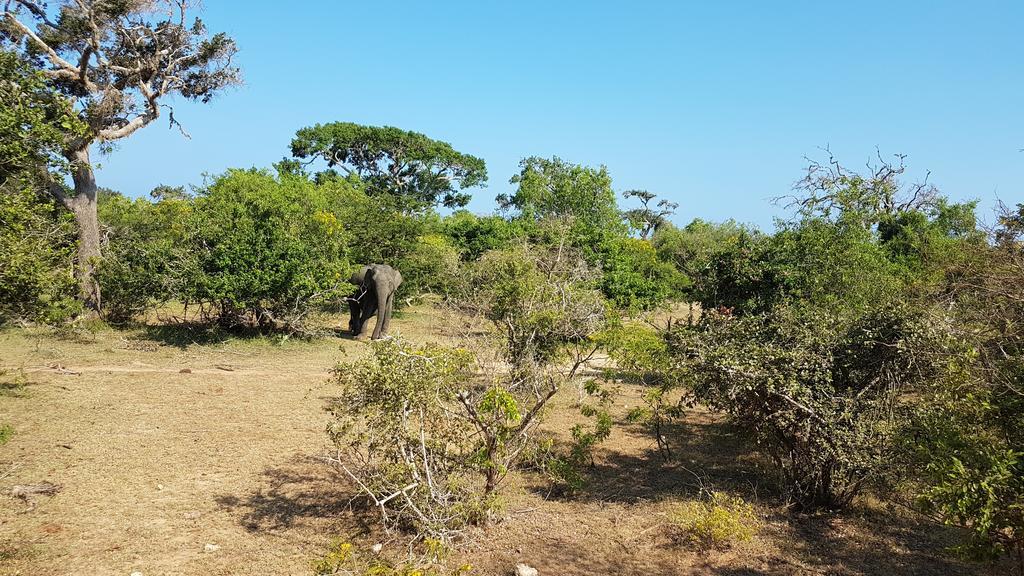 Wild Panthera Yala ทิซซามาฮารามา ภายนอก รูปภาพ